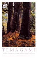 Temagami Old-Growth Poster