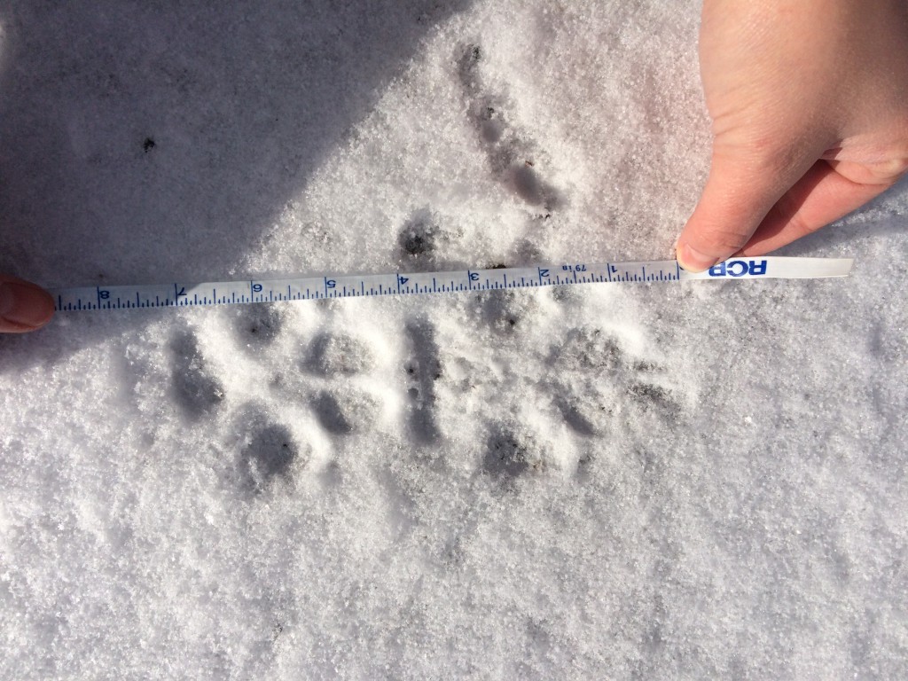 Large canid tracks. Sometimes the front and hind tracks do not overlap, which shows the size difference between them (front paws are larger).
