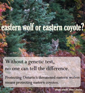 wolforcoyote
