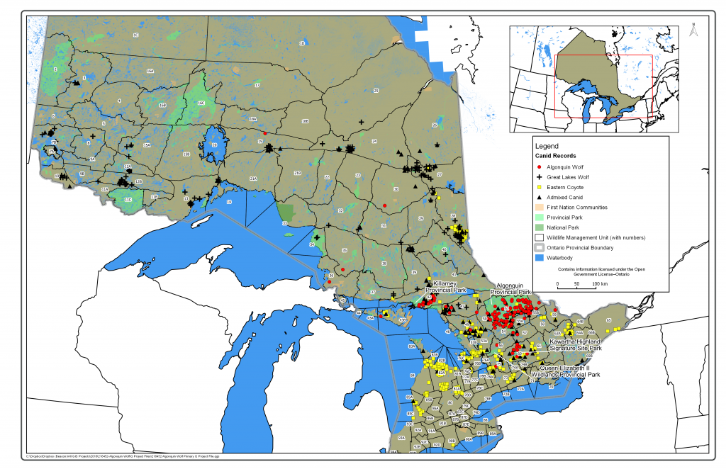 Results for genetic samples taken from large canids in Ontario. Red dots represent eastern/Algonquin wolves.