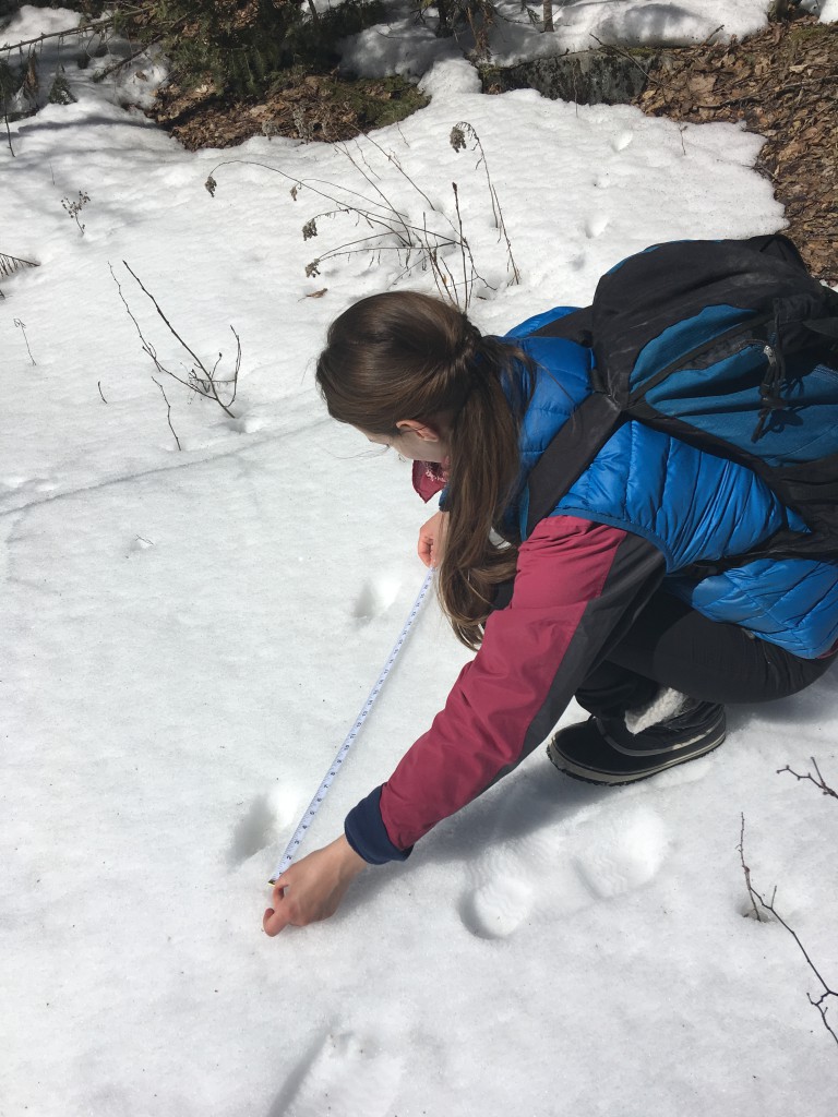 Barron measures tracks in snow to ensure samples collected belong to large canids rather than foxes, dog or other non-target species.