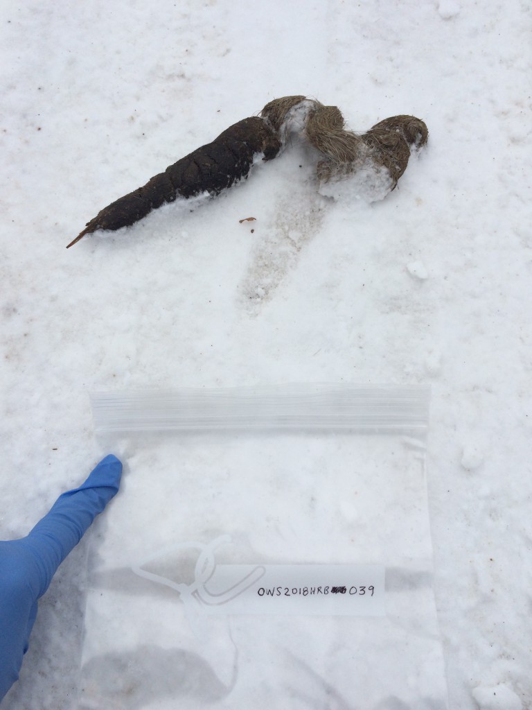Large canid scat showing two different fecal matter types: hair (typical) and digested flesh/organs from prey (dark brown). Scats that look like twists of hair almost always belong to a wolf/coyote rather than a domestic dog. Dog scat can have a few hairs in it from self-grooming.