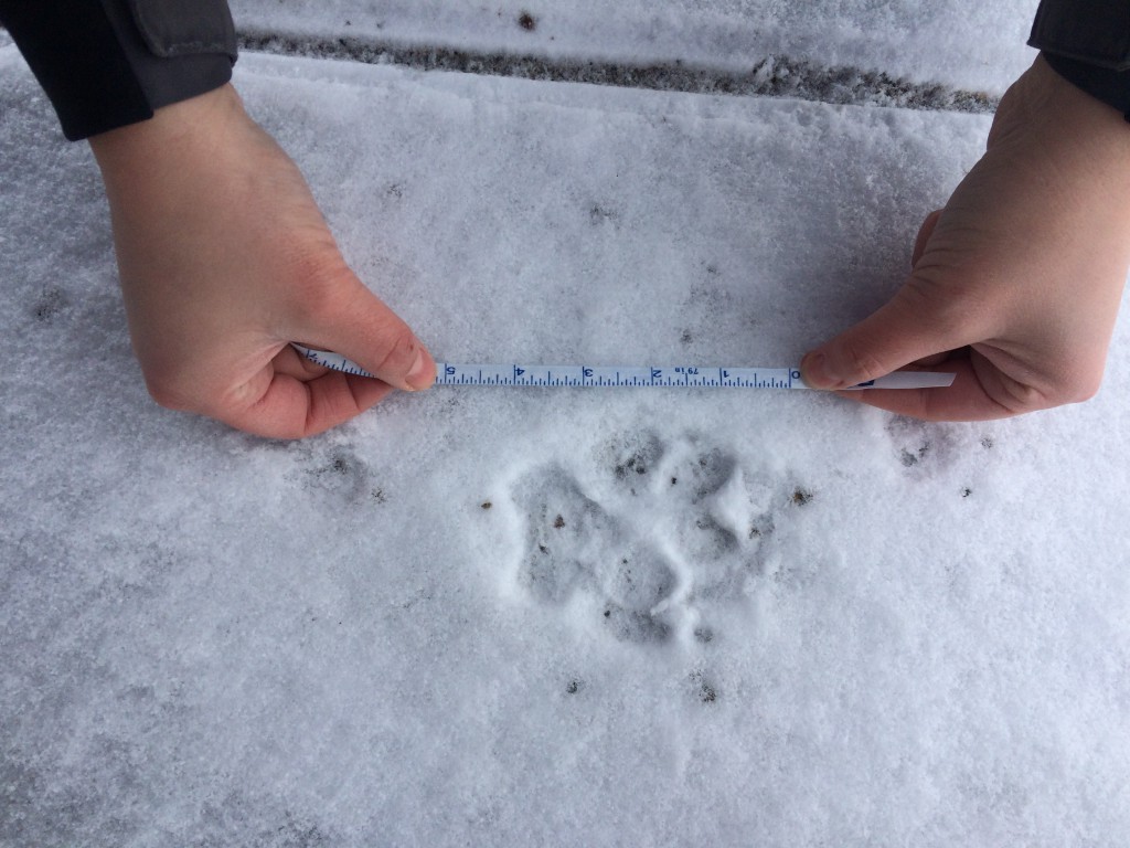 Measurement of large canid tracks. Note the front and hind track overlap here, which is called "direct register", making the animal's trail look like a single tracks in single-file.
