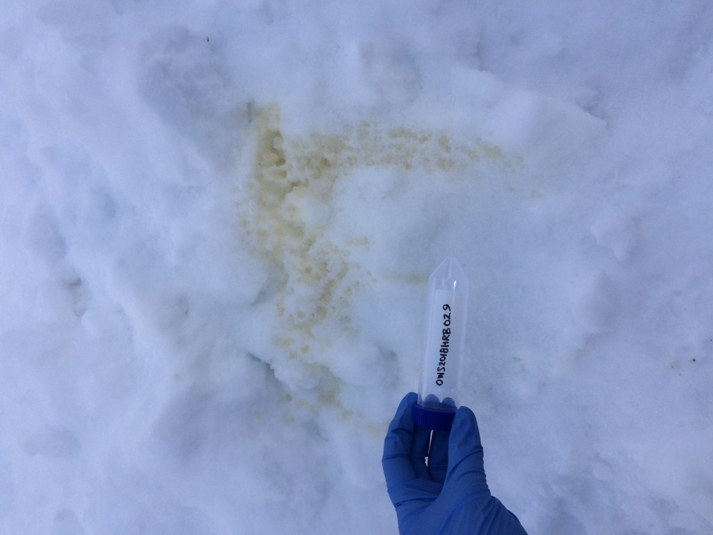Large urine sample found on the side of a snowbank.