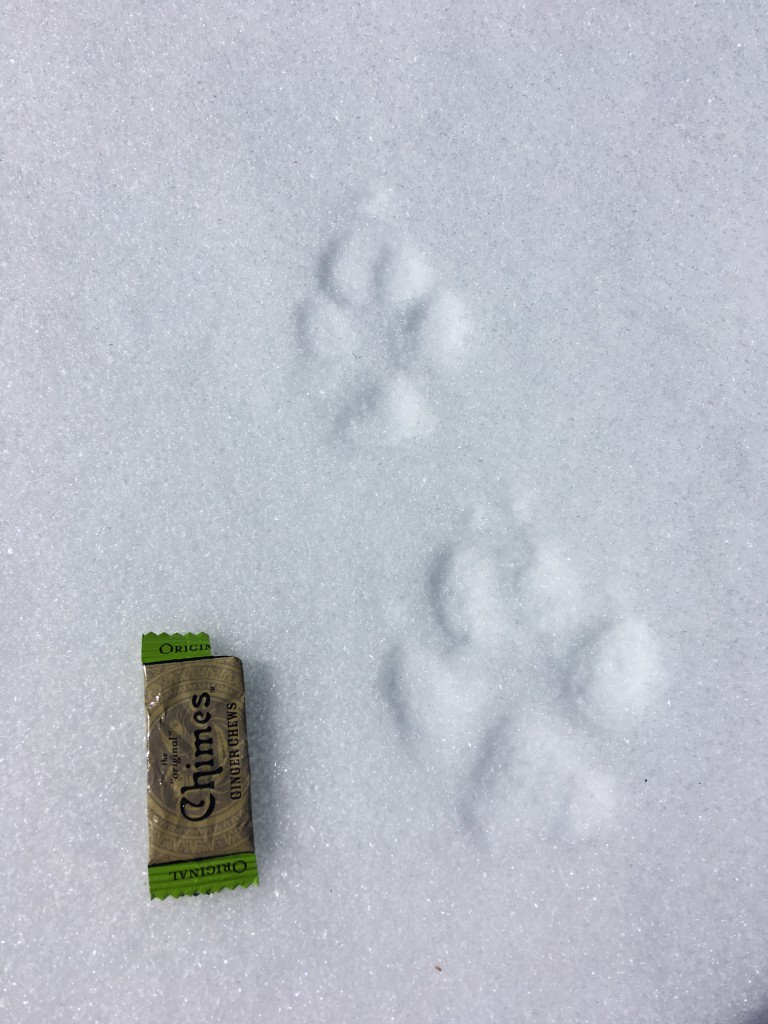 If you not sure how to identify tracks to species, take a photo of the track with a ruler or other known item to show reference size so that it can be measured later. Left side track is the smaller hind paw, right side track is the larger front paw.