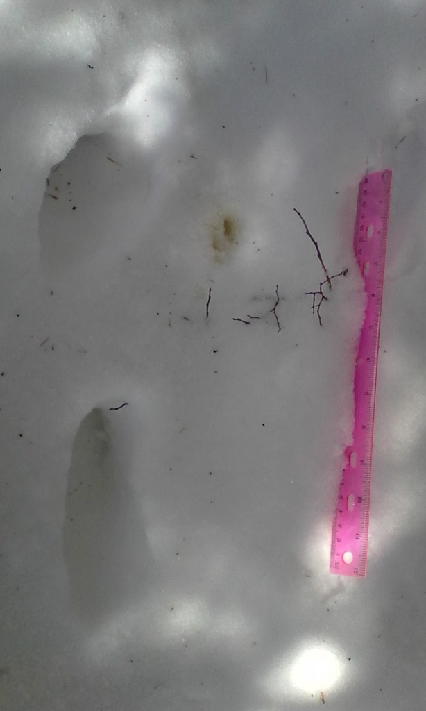 Small urine sample found along beside wolf tracks. Note small size against 30cm ruler.