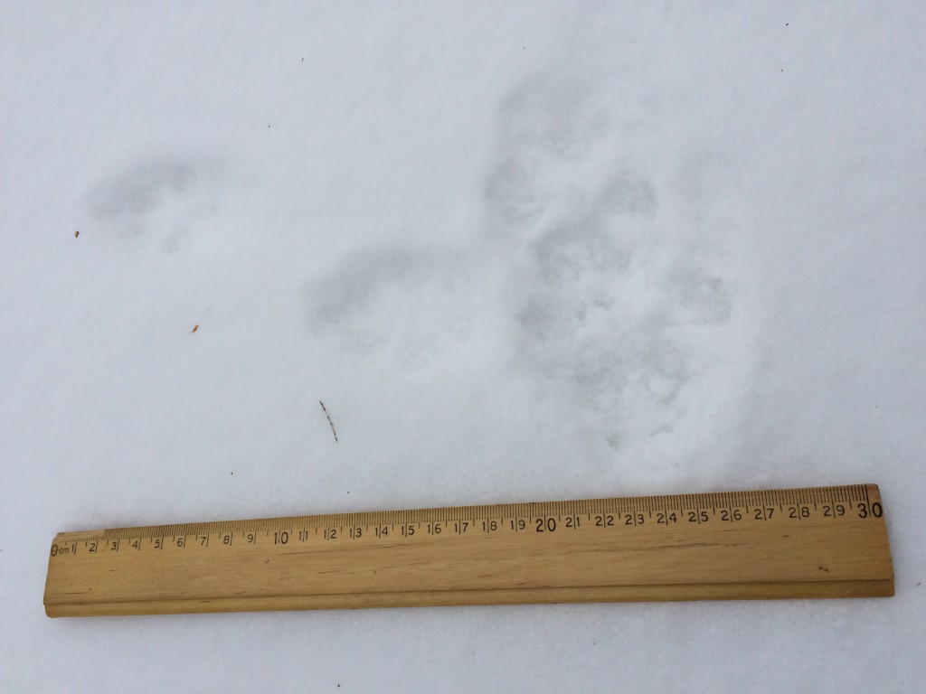 Two tracks intersection: smaller, fuzzier looking fox tracks (horizontal), and larger wolf/coyote tracks (vertical).